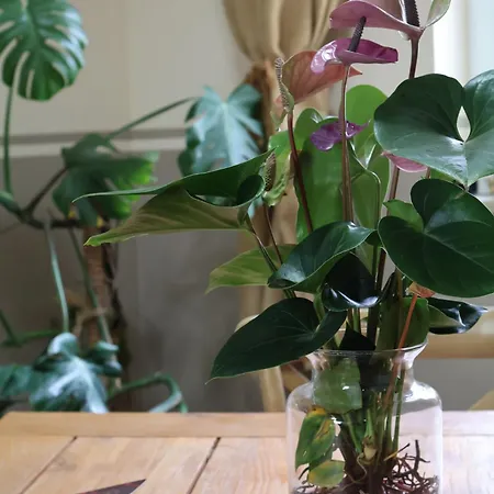 Carolaruh * Bad Elster